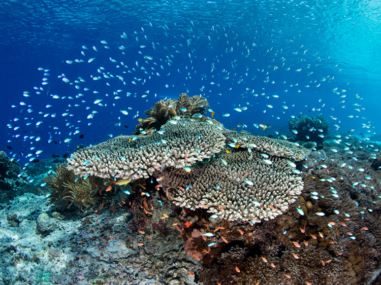 Coral Reef