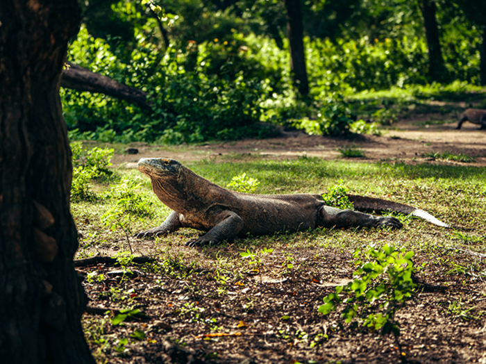 Komodo