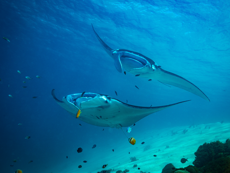 Manta Ray