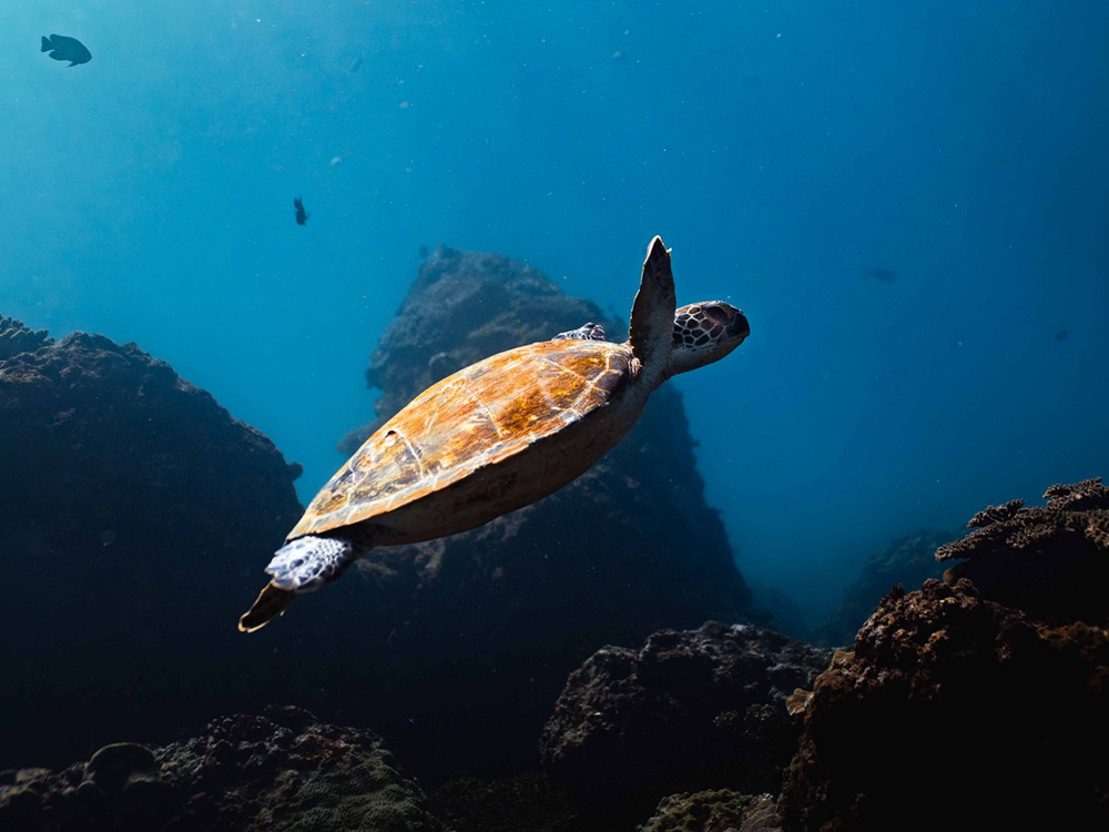 Turtle
